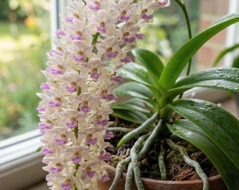 Plantas jóvenes de orquídea Kopou blanca, orquídea fragante rara, planta de interior viva, flor tropical de regalo
