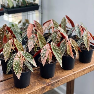 Begonia Maculata Rosa brokig sällsynt prickig växt krukväxt levande tropisk gåva