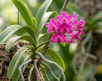Vanda Orchidee Rosa Lebende Pflanze Blühende Tropische Orchidee Indoor Zimmerpflanze Exotische Blume Geschenk