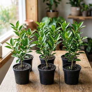 Calamansi (planta viva), árbol cítrico de interior con fruto comestible.
