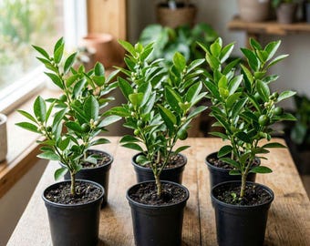 Calamansi (planta viva), árbol cítrico de interior con fruto comestible.
