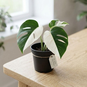 Monstera Albo Halvmåne Variegerad Sällsynt Aroid Startväxt Inomhus Krukväxt Levande Tropisk Gåva