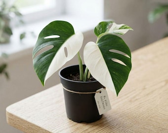 Monstera Albo Halbmond variierte seltene Aroid Starter Pflanze Indoor Zimmerpflanze Live Tropical Geschenk