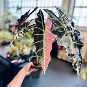 Variegated alocasia sanderiana - Etsy 日本