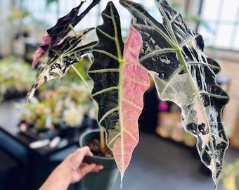 Variegated Alocasia Sanderiana Pink Rare Aroid Starter Plant Indoor Houseplant Live Tropical Collector Gift