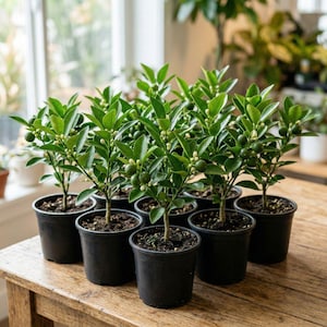 Calamansi (planta viva), árbol cítrico de interior con fruto comestible.