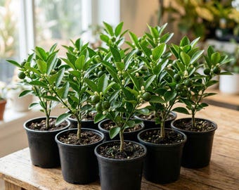 Calamansi Live Plant, Indoor Citrus Tree with Edible Fruit