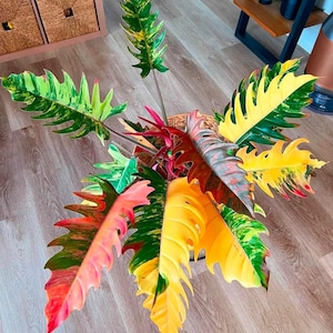 Philodendron karamell marmor brokig sällsynt Aroid startväxt inomhus krukväxt levande tropisk samlargåva