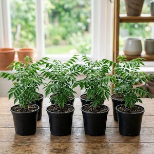 Curry leaf plant - Etsy.de