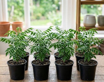 Plante à feuilles de curry Murraya Koenigii vivante plante herbacée d'intérieur plante d'intérieur comestible tropicale cadeau
