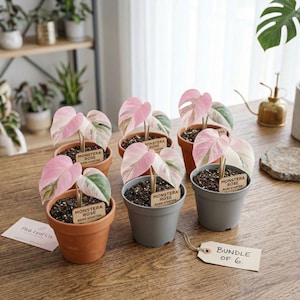 Monstera ros rosa brokig sällsynt aroid startväxt inomhus krukväxt levande tropisk samlargåva