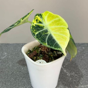 Variegated alocasia melo - Etsy 日本