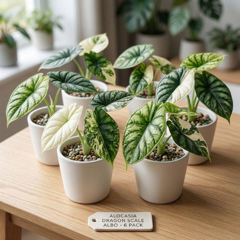 Alocasia melo albo - Etsy 日本