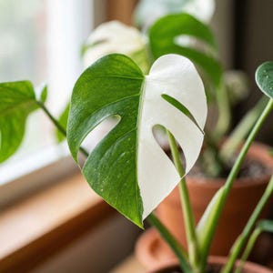 Monstera Halfmoon - Etsy