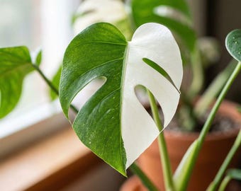 Monstera Albo Halfmoon Variegated Rare Aroid Starter Plant Indoor Houseplant Live Tropical Gift