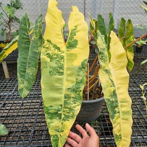 Philodendron billietiae variegated - Etsy 日本