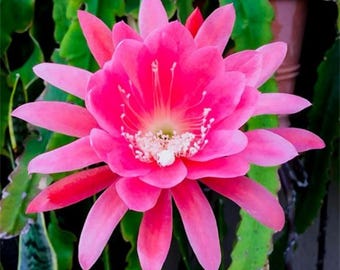 Rosa Epiphyllum Orchidee Kaktus Lebende Pflanze Blühende Sukkulente Indoor Zimmerpflanze Tropische Blume Geschenk
