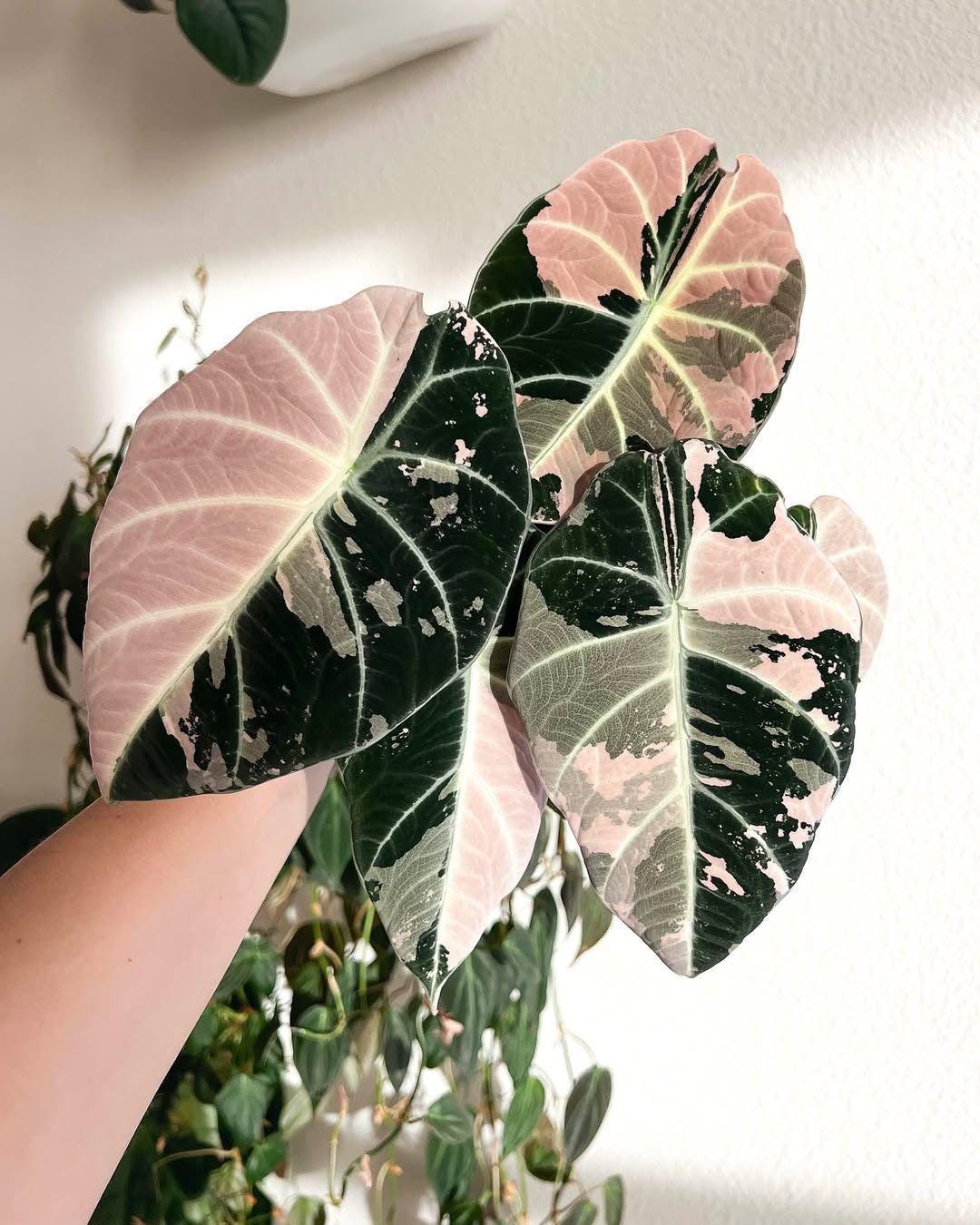 その他観葉植物 Alocasia Nobilis Pink Variegated Alocasia nobilis pink variegated - Etsy 日本