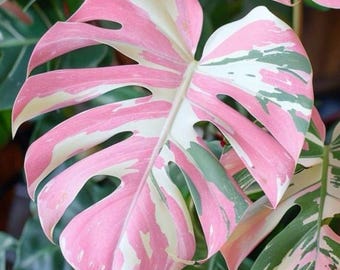 Monstera Rosa Variegada, Planta Inicial de Arácea Rara, Planta de Interior, Planta Tropical Viva, Regalo para Coleccionistas