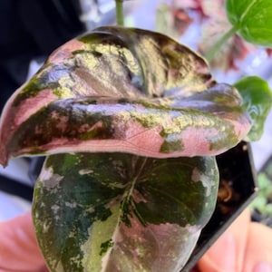 Alocasia watsoniana pink variegated - Etsy 日本