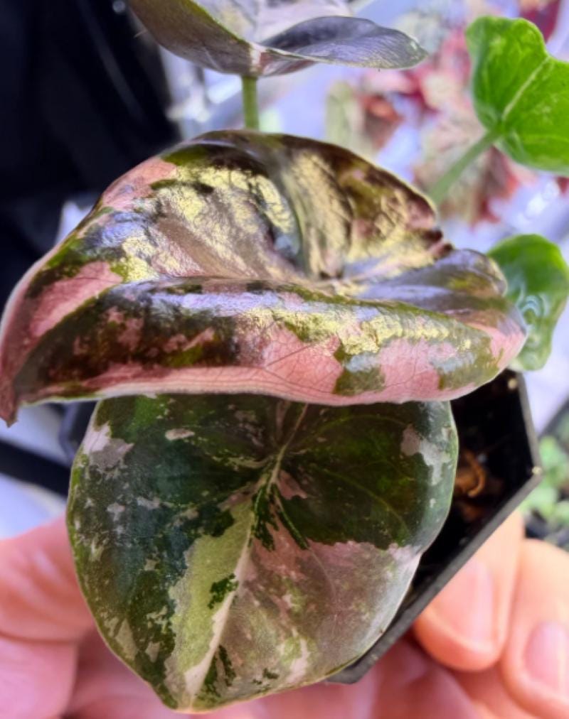 Alocasia watsoniana pink variegated - Etsy 日本