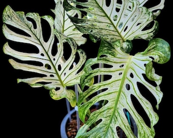 Monstera Teufel Monster Stengel schneidet lebende Aroid Pflanze