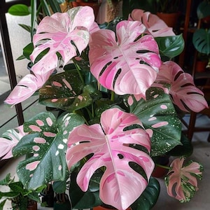 Monstera Rose Stem Cutting Pink Variegated Live Aroid Plant