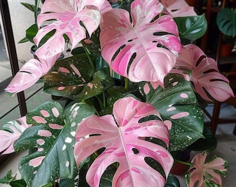 Monstera Rose stengel snijden roze bonte levende aroid plant