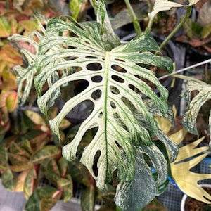 Pode incluir: Close-up de uma folha variegada de planta Monstera. A folha é principalmente branca com marmoreio verde e grandes buracos distintos. Outras folhas com padrões semelhantes são visíveis no fundo.