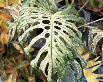 Monstera Devil Monster Stem Cutting Live Aroid Plant