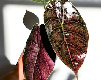 5 アロカシア シャントリエリ ピンク 斑入り 球根 珍しい 屋内 屋外