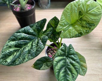 5 アロカシア シャントリエリ ピンク 斑入り 球根 珍しい 屋内 屋外