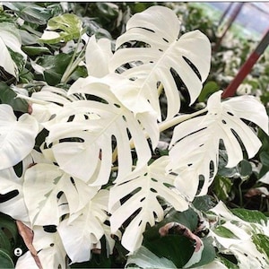 Propagación de plantas aroideas vivas de Monstera White Tiger con esquejes de hojas abigarradas