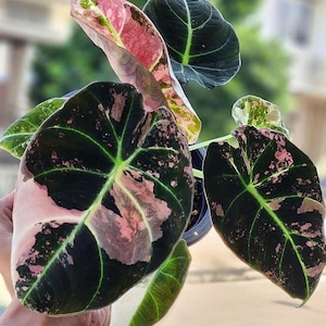 Alocasia Black Velvet Pink Live Corm Rare Collectible Tropical Aroid Houseplant