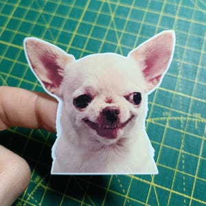 May include: A white Chihuahua sticker with a smiling expression. The dog's ears are pink, and its eyes are black. The sticker is cut around the dog's outline.