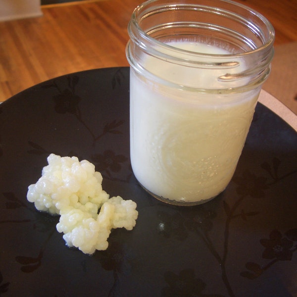 LIVE Milk Kefir Grains