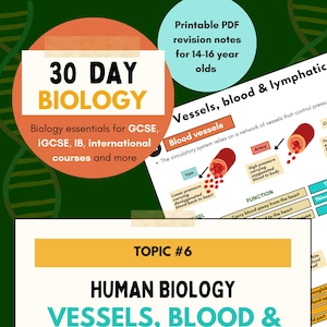 Biology Study Notes | Vessels, Blood & Lymphatic System | GCSE, iGCSE Revision (Printable PDF) | 2025-2026