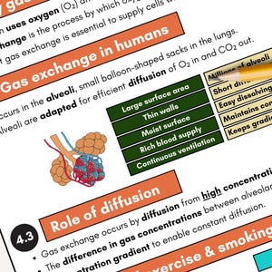 Biology Study Notes | Gas Exchange | GCSE, iGCSE Revision (Printable PDF) | 2025-2026