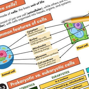 Biology Study Notes | Cell Structure and Function | GCSE, iGCSE Revision (Printable PDF) | 2025-2026