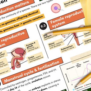 Biology Study Notes | Human Reproduction | GCSE, iGCSE Revision (Printable PDF) | 2025-2026