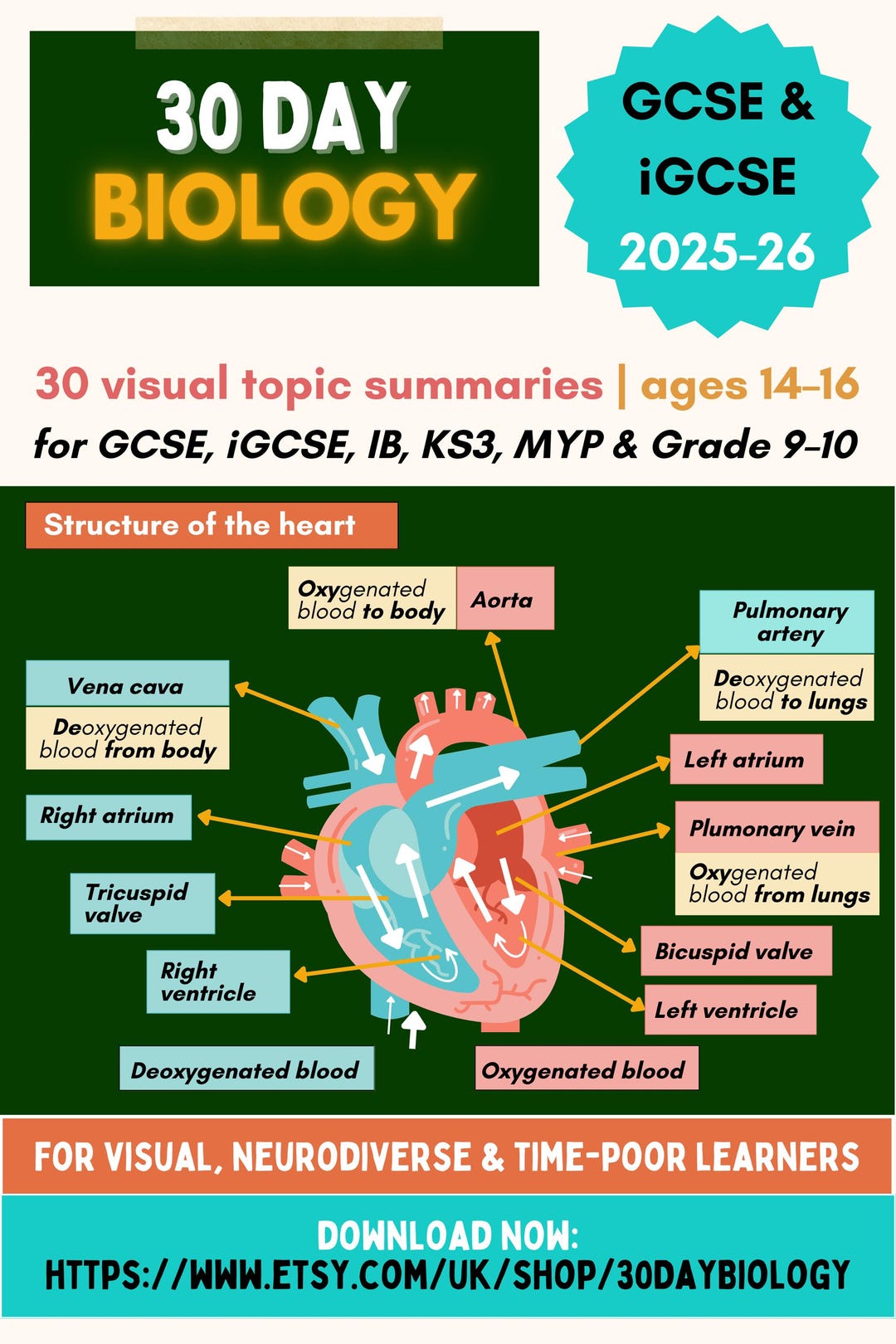 Biology Study Notes | Circulatory System | GCSE, Igcse Revision ...