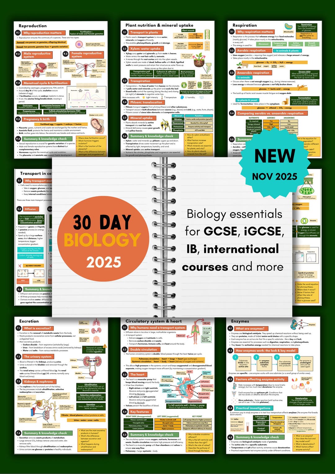 Biology Study Notes | Plant Biology | GCSE, Igcse Revision (printable ...