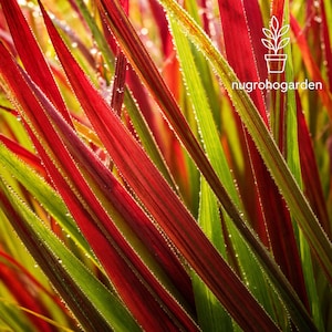 May include: Close-up of vibrant red and green ornamental grass blades, glistening with water droplets. The image showcases the texture and color variations of the plant, with the "nugrohogarden" logo in the upper right corner.