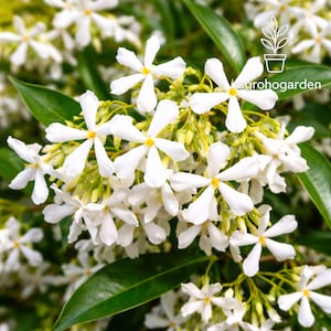 May include: Close-up of star jasmine flowers. The image showcases clusters of white, star-shaped blossoms with yellow centers, set against a backdrop of green leaves. The flowers are in full bloom, creating a dense, textured appearance. The image is well-lit, highlighting the details of the flowers.