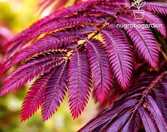 5 Albizia Summer Chocolate Seeds, Purple Mimosa Tree Seeds