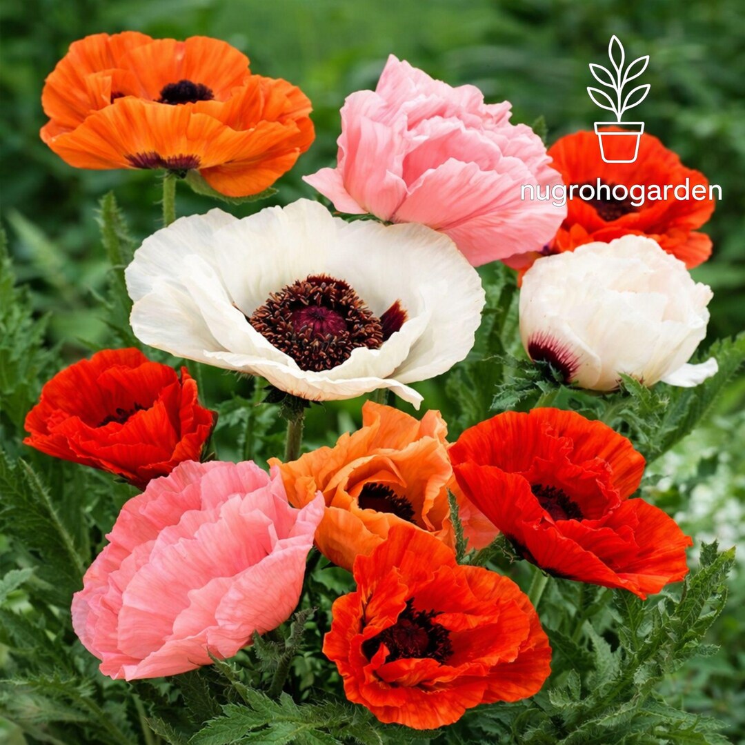 Poppy Mixture 200 Seeds Oriental Mixed Colors Poppy Seeds, Easy Growing, Vibrant ...
