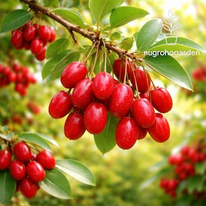 May include: Close-up of a tree branch laden with bright red, oval-shaped berries. The berries are clustered together, with green leaves in the background. The image has a soft focus, with the text "nugrohogarden" in the upper right corner.