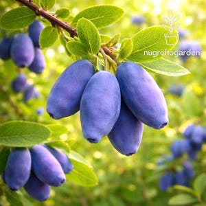 Honey Berry Plant - Etsy