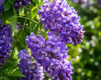 Amethyst Falls Wisteria Vine Live Plant 4 Inch Pot Purple Flowering Climbing Vine