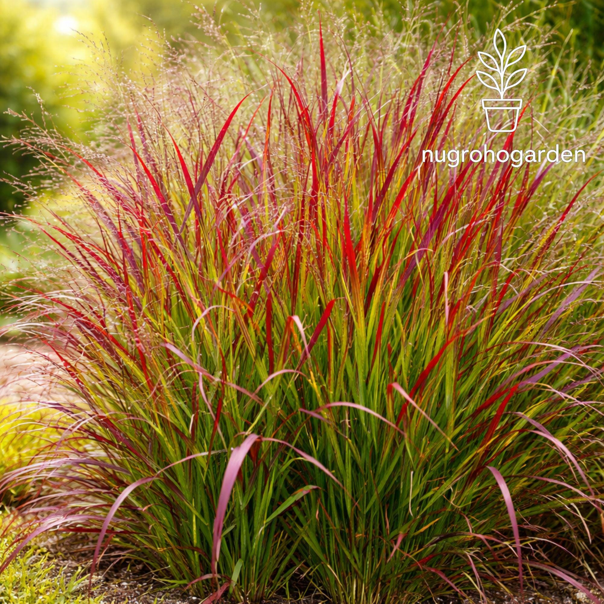 Panicum Virgatum Shenandoah Red Switchgrass Seeds, Ornamental Grass ...